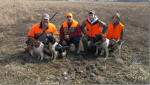 Springer hunting photo