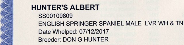 Albert English Springer Spaniels pedigree