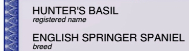 Basil English Springer Spaniels pedigree