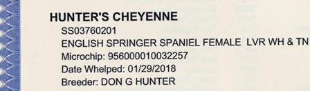 CheyenneEnglish Springer Spaniels pedigree