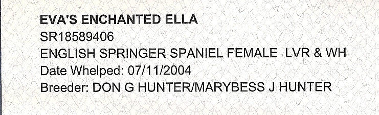 Ella English Springer Spaniels pedigree