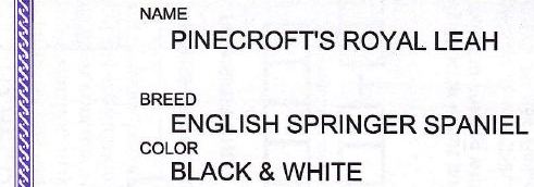 Leah English Springer Spaniels pedigree