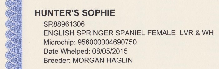 Sophie English Springer Spaniels pedigree