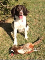 English Springer Spaniels