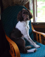 English Springer Spaniels