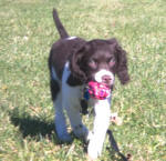 English Springer Spaniels