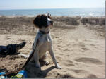 English Springer Spaniels