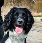 English Springer Spaniels