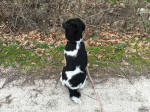 English Springer Spaniels