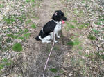 English Springer Spaniels