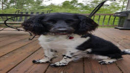 English Springer Spaniels