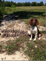 English Springer Spaniels