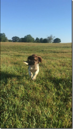 English Springer Spaniels