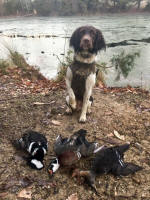 English Springer Spaniels