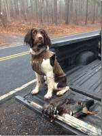 English Springer Spaniels