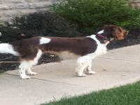 English Springer Spaniels