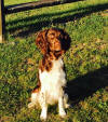 English Springer Spaniels