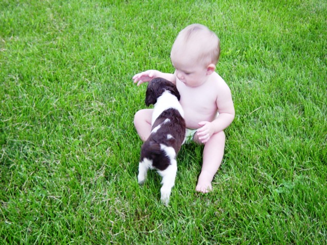English Springer Spaniels Hunting Dogs English Springer Spaniels Hunting Dogs