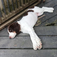 English Springer Spaniels