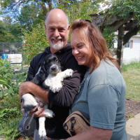 English Springer Spaniels