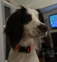 English Springer Spaniels